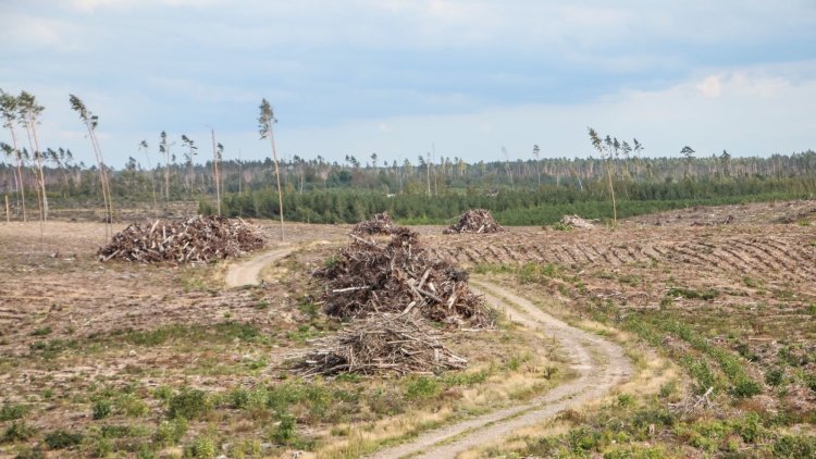 The Environment Bill is a unique opportunity to adopt world-leading rules to tackle deforestation