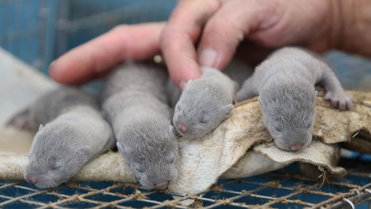 Coronavirus adds a new urgency to calls for a ban on the sale of fur