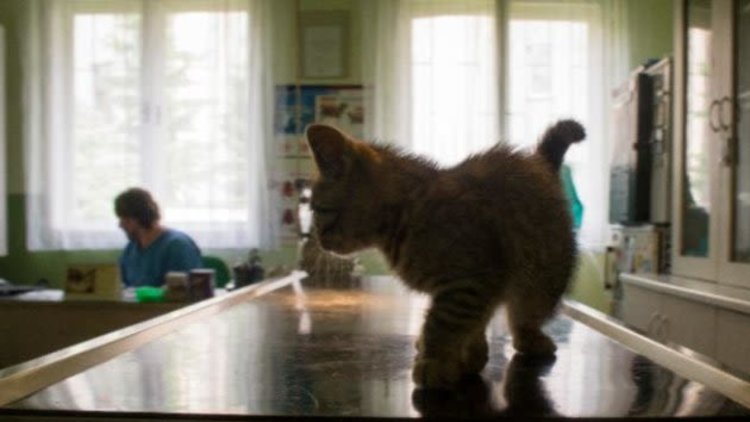 The coronavirus lockdown has underlined the need for tougher sentences for pet theft
