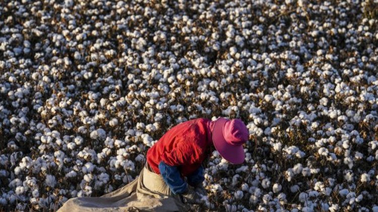 Britain must not be a safe haven for businesses profiting from Uyghur forced labour