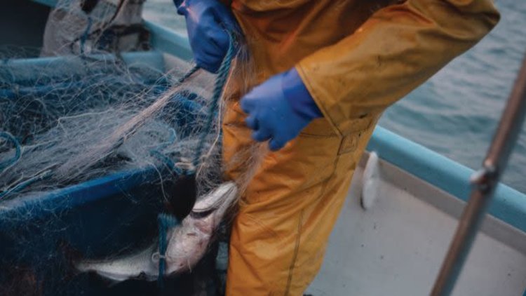Let’s stop using the fishing industry as a political football and work together to untangle Brexit red tape
