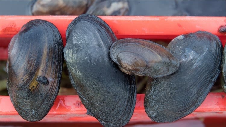 Exclusive: Government Is Writing To The EU Over Post-Brexit Shellfish Ban Which Threatens To Destroy Businesses