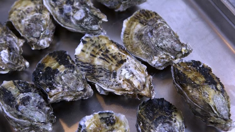Shellfish Businesses Will Collapse 'Entirely And Permanently' With Post-Brexit EU Ban, Government Warned