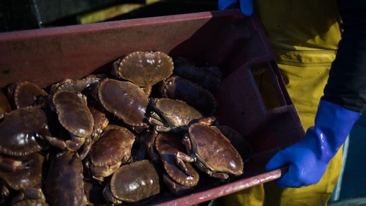 Food Exports To The EU Saw A Huge Collapse In January, With Salmon Sales Falling By 98%
