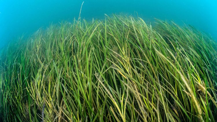 Britain can lead the way in restoring our oceans by strengthening our network of protected areas