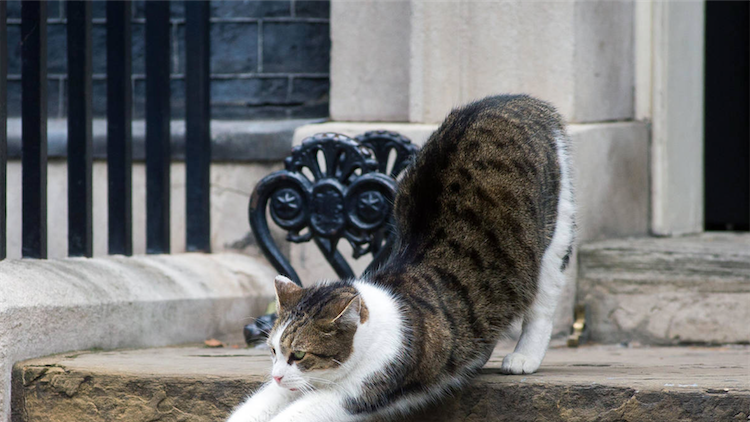 MPs Pressure Government To Overhaul Pets In Rental Homes Law After 1-in-5 Landlords Ban Animals