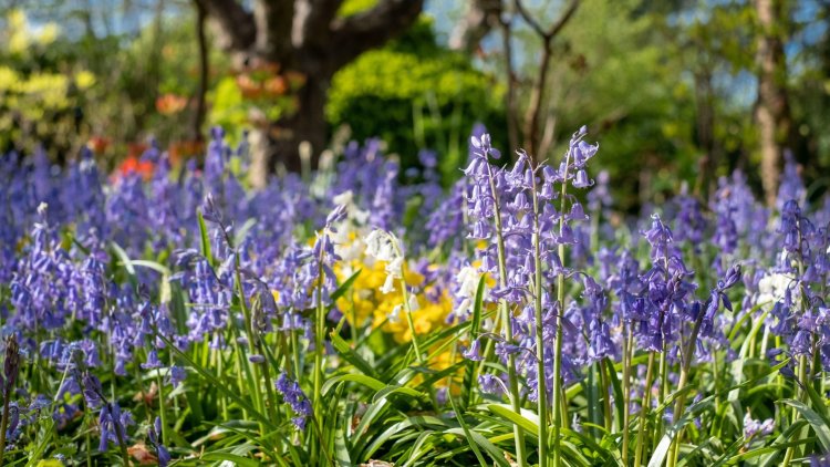 Grow Back Better: Back us to grow green jobs and tackle climate change says UK horticulture industry