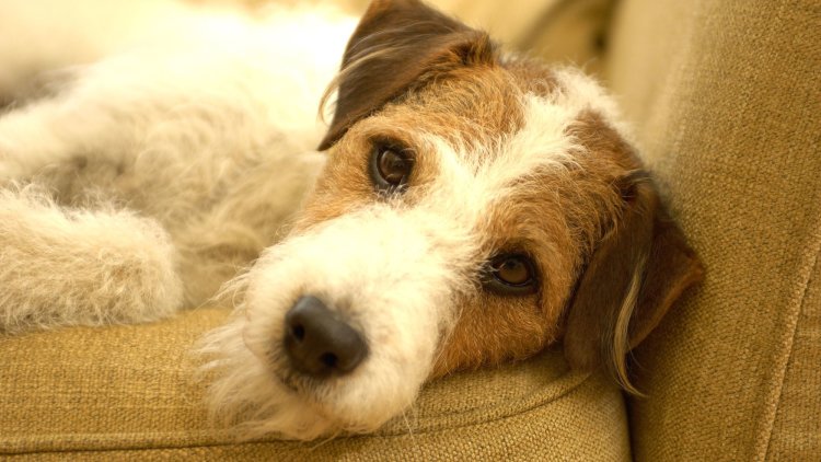 Penalty Notices Bill would introduce fines of up to £5,000 to crackdown on animal offenders