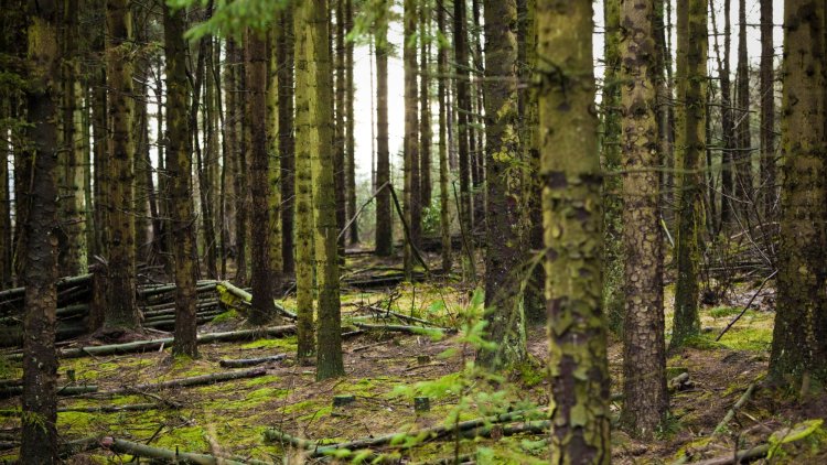 Tree Planting Programme Is Vital To Tackling Climate Crisis