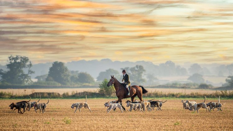 Is it time to ban trail and drag hunting? Lord Herbert says No