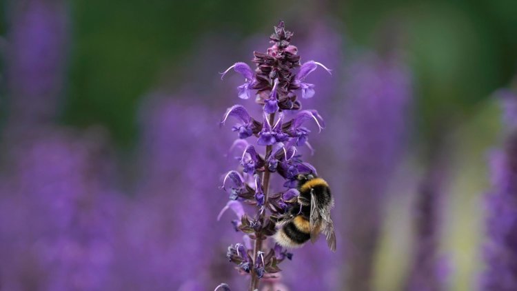 Harmful pesticides must be banned for good to save our bees