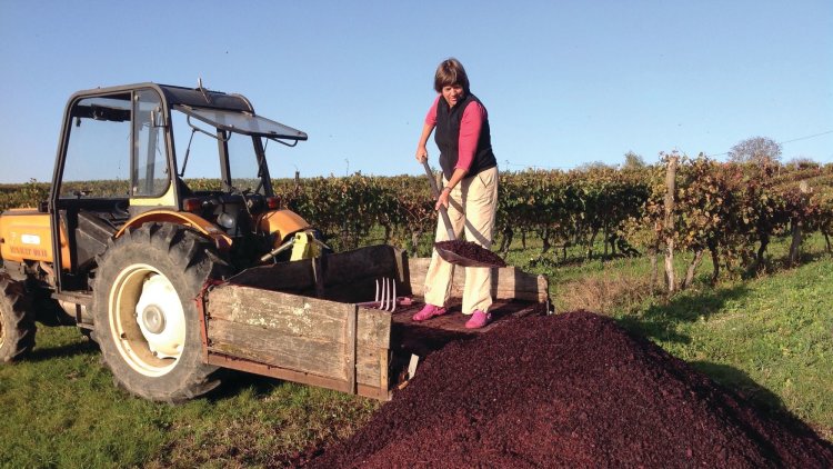 Pastimes: Baroness Miller's French vineyard