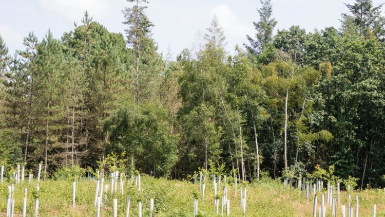 Two years on from General Election 2019, are tree planting promises any closer to being delivered?
