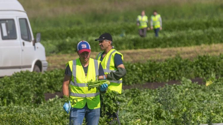 Home Office Resumes Migrant Worker Visa Review After Industry Frustration