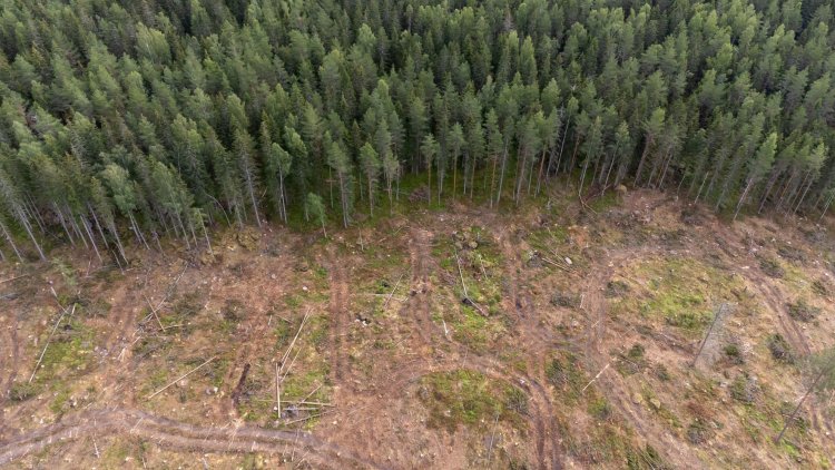 It’s time to use our world-leading Environment Act to tackle deforestation