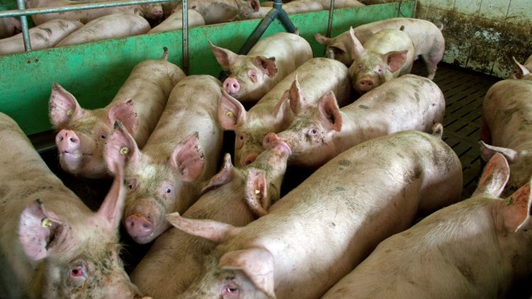British farming methods need reform to match high animal welfare standards
