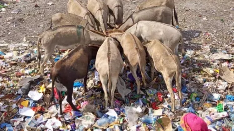 Investigation launched into impact of plastic pollution on livestock and working animals