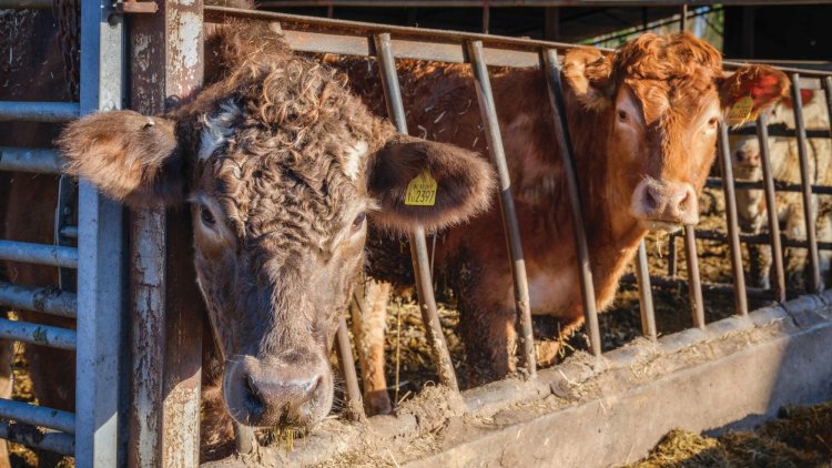 Regenerative agriculture is the future of farming