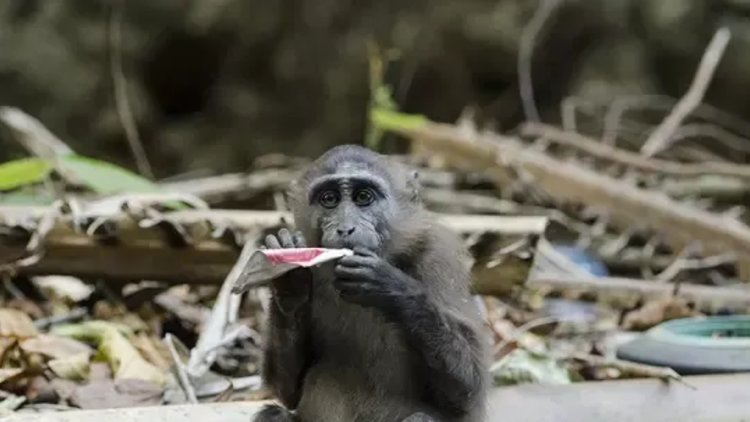 How much harm is plastic waste doing to macaques?