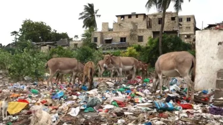 Plastic free July: Vet warns of fatal harm to donkeys caused by plastic pollution