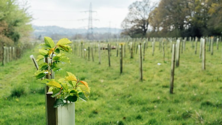 New research defines the challenge of woodland restoration