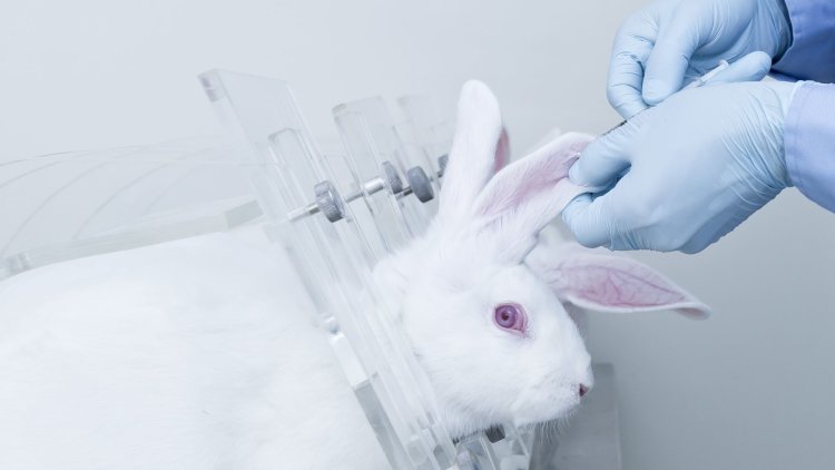 Home Office Statistics Continue To Show Only Slow Fall In Number Of Animal Tests In Britain