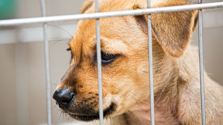 Tackling Puppy Smuggling: A Crucial Step for Animal Welfare