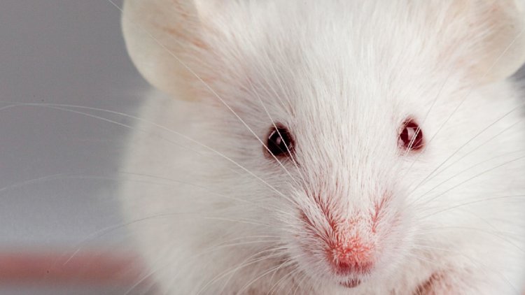 Millions of animals could be saved every year