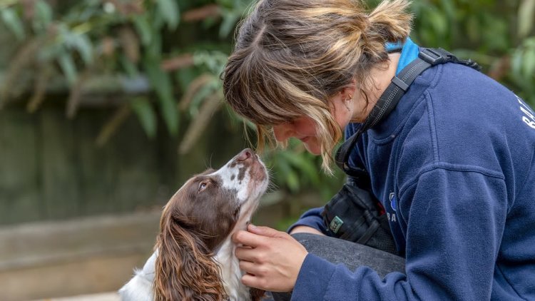 Unlocking millions of homes for pets in England