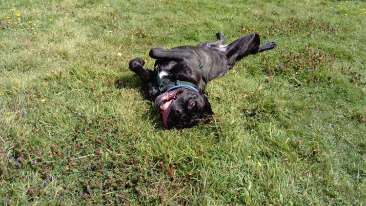 We've waited too long for pet imports reform