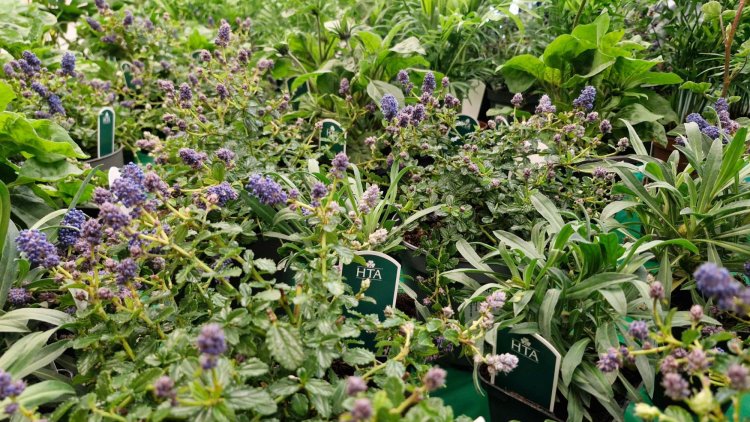 Sowing the seeds for growth