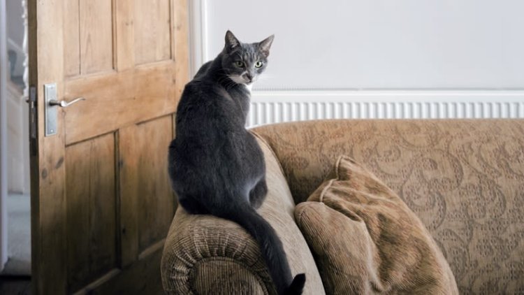 The Renters’ Rights Act – an achievement to celebrate for dogs and cats!