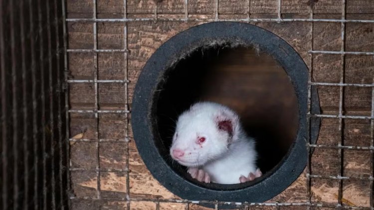 Government’s Animal Welfare Committee condemns global fur trade, fur import ban is only credible option for UK Government says Humane World for Animals