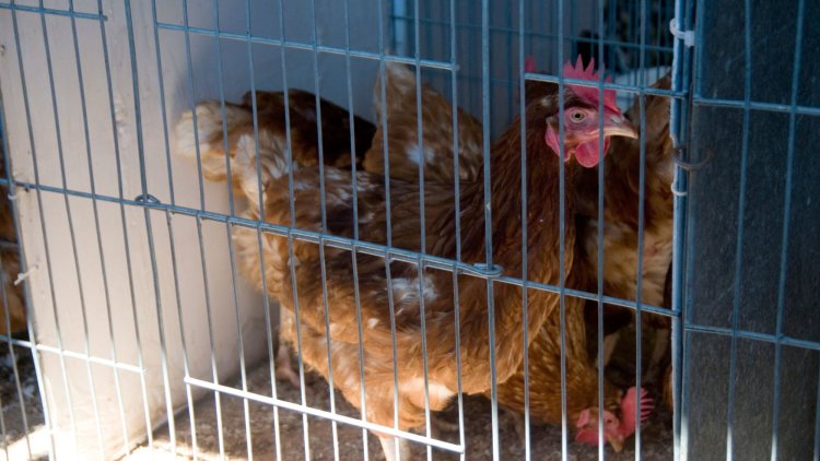 It’s time to end the cruelty of the ‘cage age’ for egg-laying hens