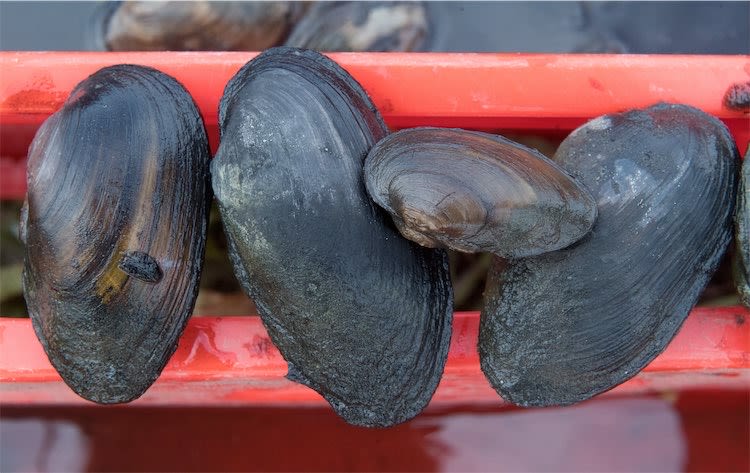 Government Writing to EU Over Post-Brexit Shellfish Ban