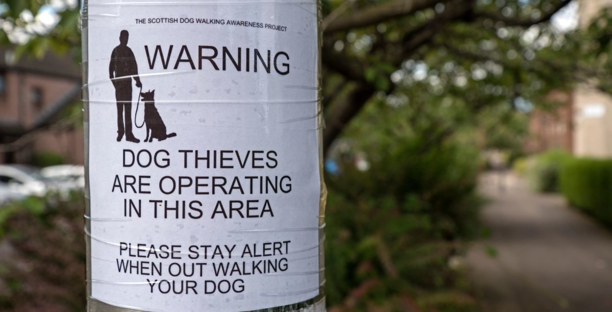 Dog theft should be made a specific criminal offence