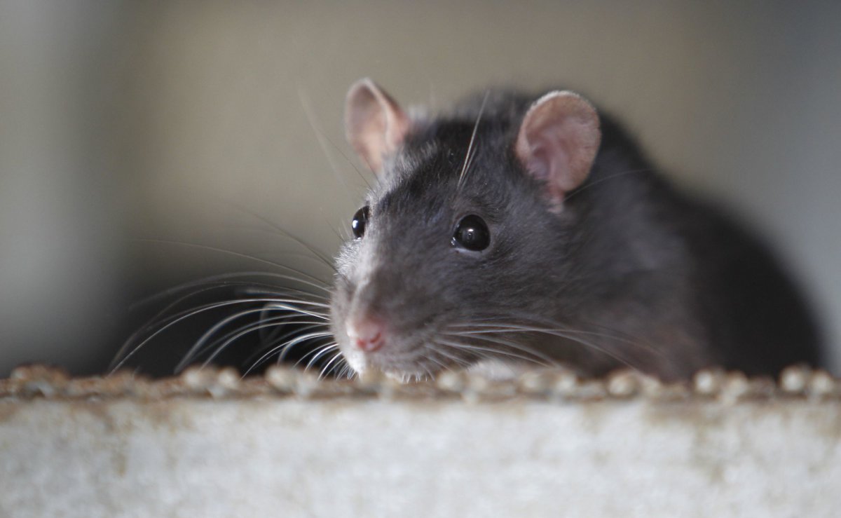 England Bans Public Use of Rodent Glue Traps but Charity Warns of ...