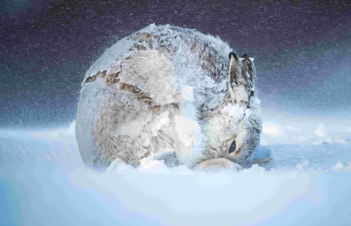 'Hares In UK Culture, Ecology And History': Baroness Helic On A Show Highlighting The Plight Of These 'Magical' Creatures