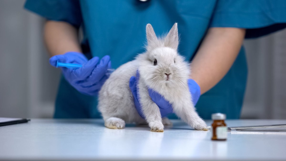 Human-focused research is transforming medicine and challenging animal testing