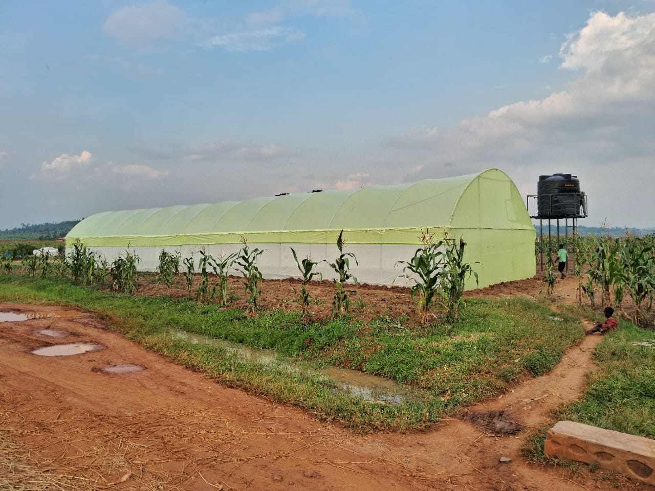 Smart greenhouse initiative Bugesera Gatsibo Nyaruguru