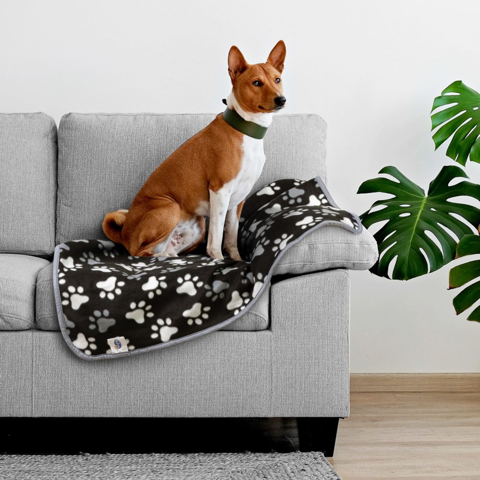 Dog blanket paw print lifestyle on sofa with Basenji - pet product photography UK