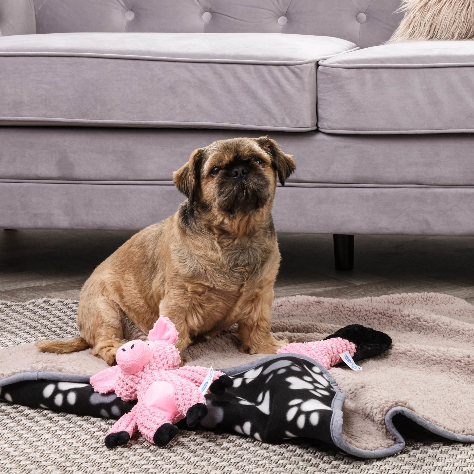 Dog plush toys lifestyle in living room on couch - pet product photography UK