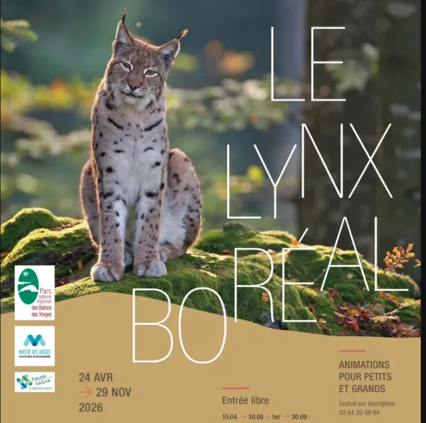 Dessine-moi un Lynx ! – Haut-du-Them-Château-Lambert
