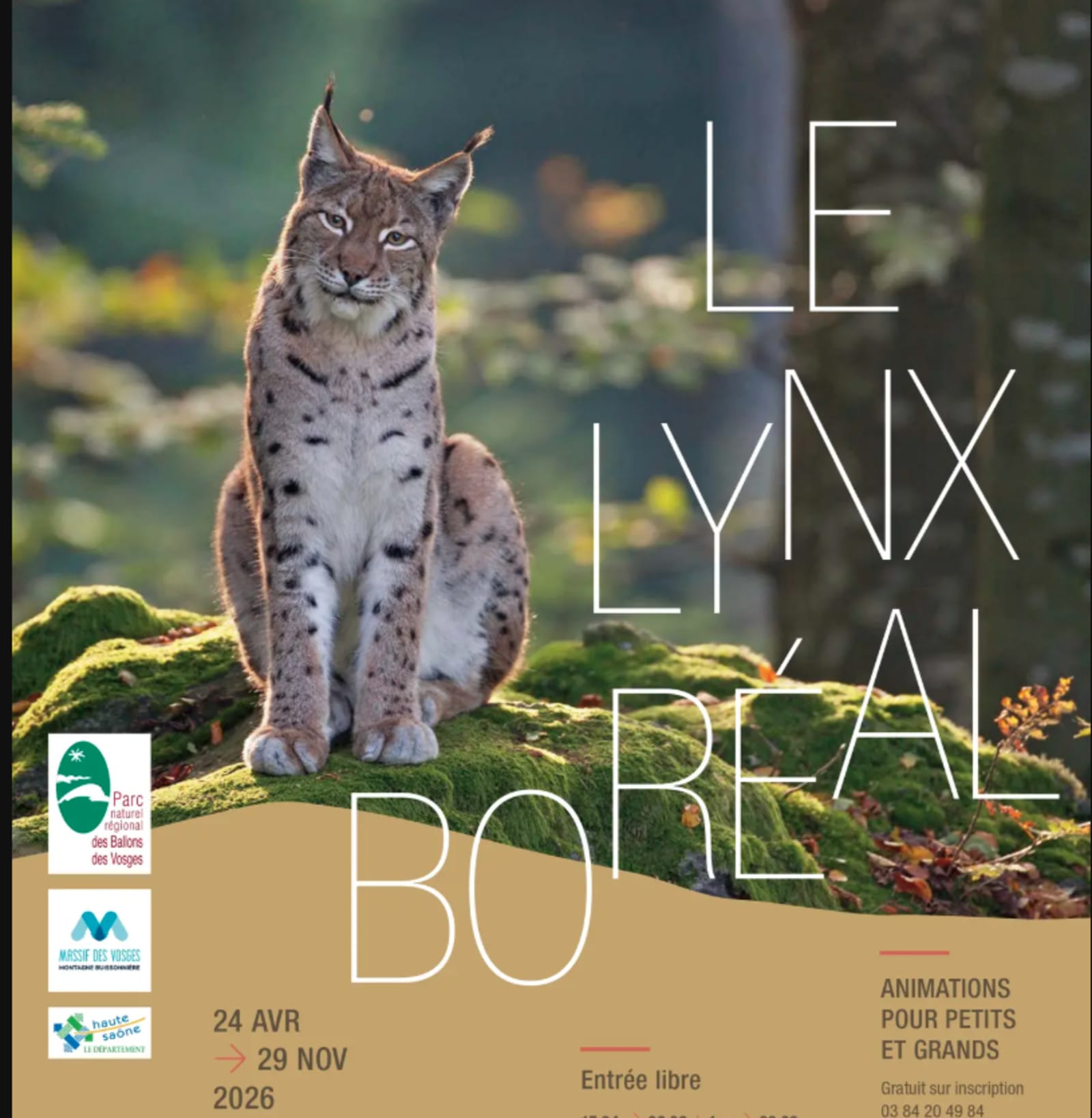 Sur les traces du Lynx