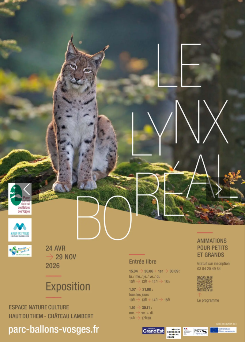 Dans la peau du Lynx