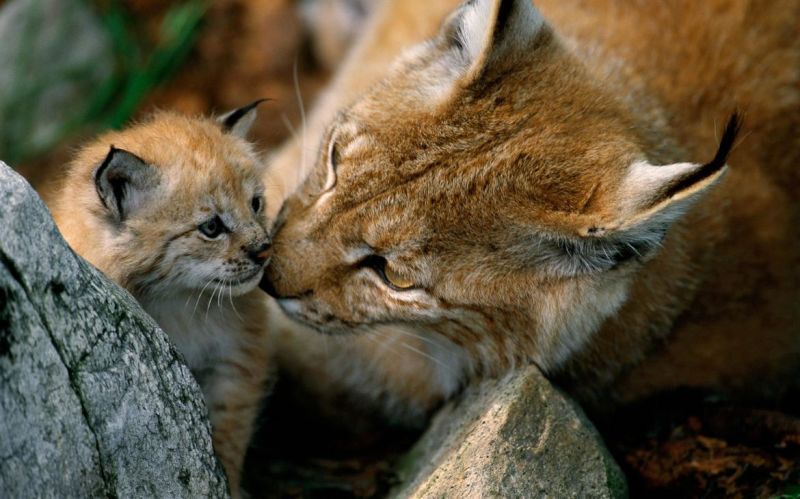 Sur les traces du Lynx