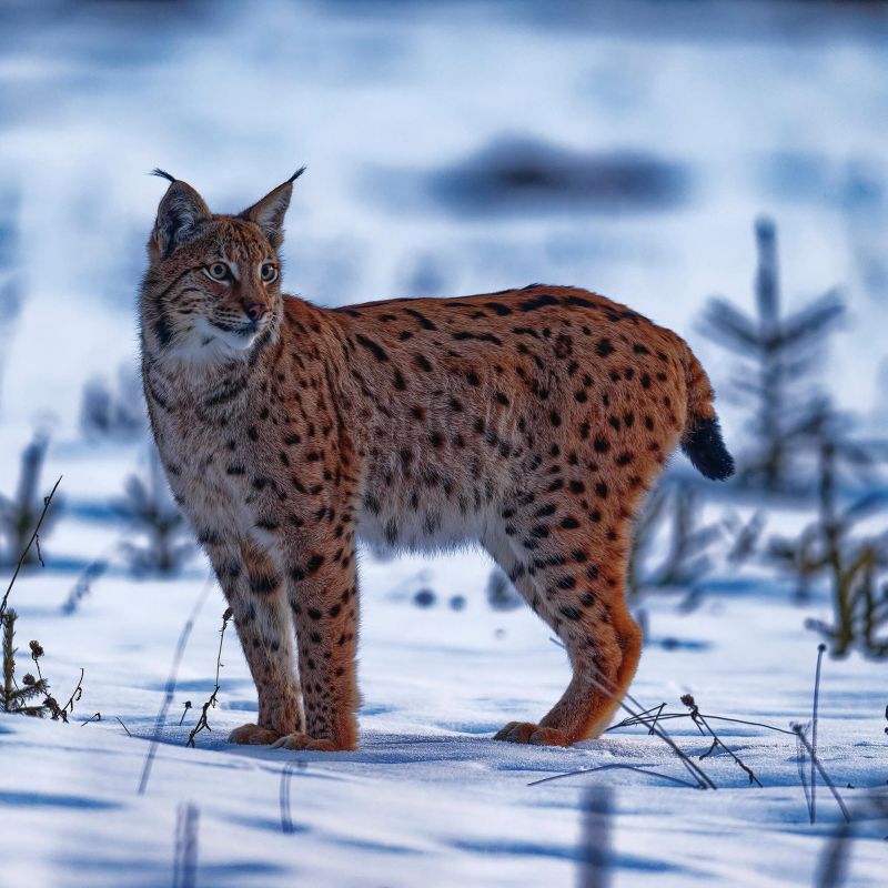 Projection - Débat du film « Chasseurs-proies-lynx »