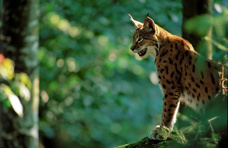 Projection - Débat du film « Chasseurs-proies-lynx »