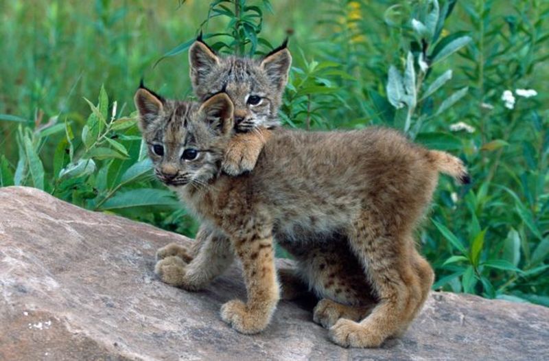 Sur la piste du Lynx