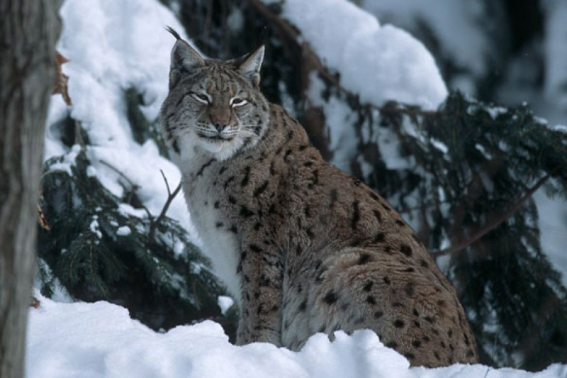 Sur les traces du Lynx boréal